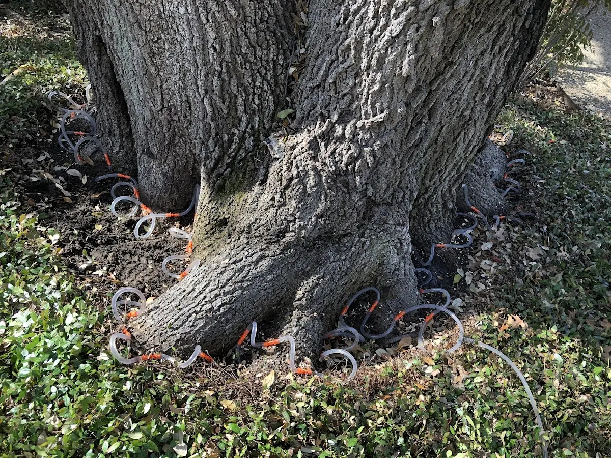 Detailed Tree Cabling and Bracing job site in Port Haywood