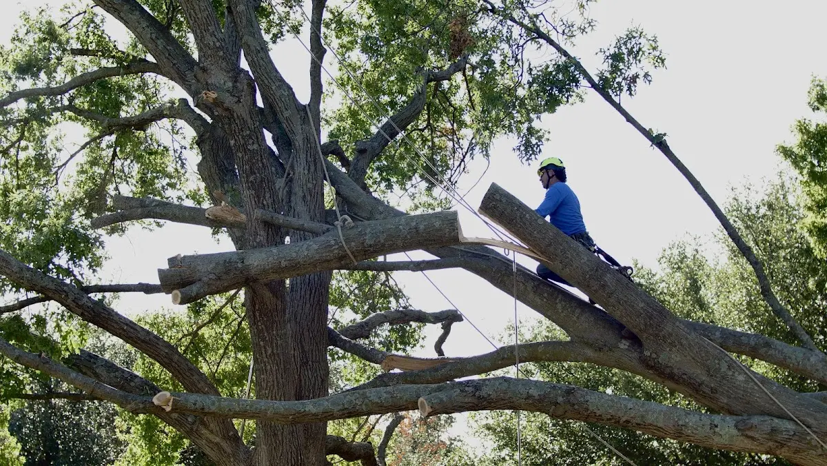 Professional Crown Thinning performed by certified arborists in Port Haywood